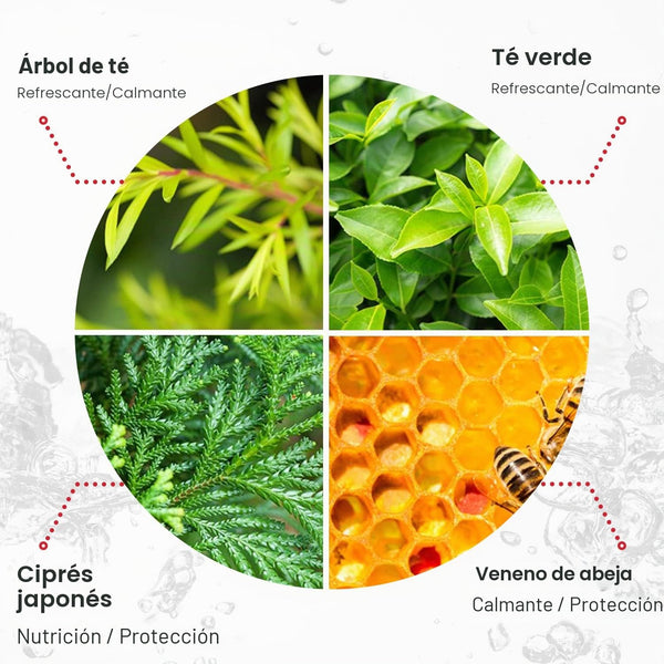 Ingredientes clave del sérum Benton Snail Bee: árbol de té, té verde, ciprés japonés y veneno de abeja