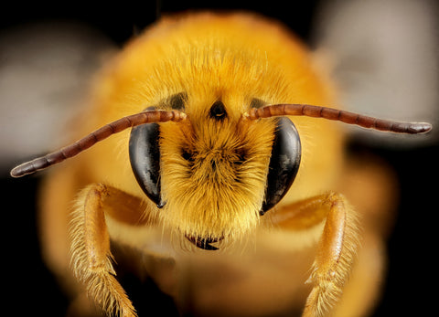 Veneno de abeja