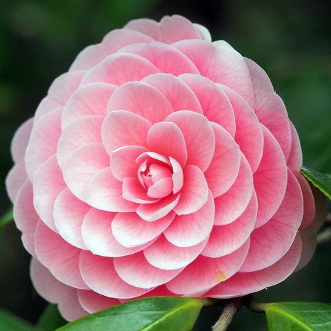 Camelia