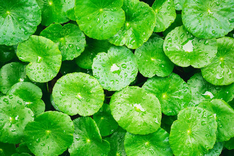 Centella asiática (Cica)