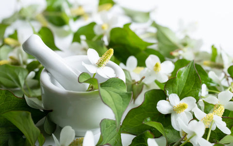Heartleaf (Houttuynia cordata)