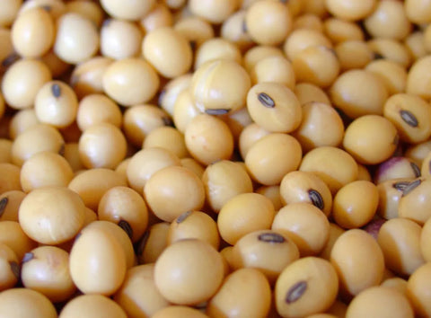 Soja fermentada