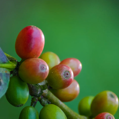 Pygeum