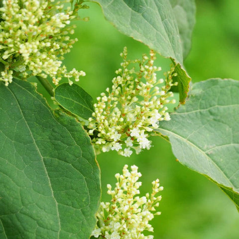 Resveratrol