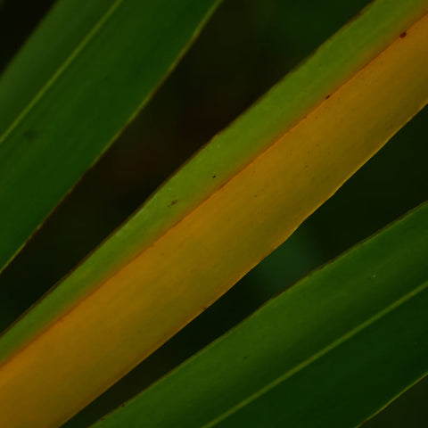 Saw palmetto